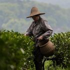 Longjing Tea Picker II