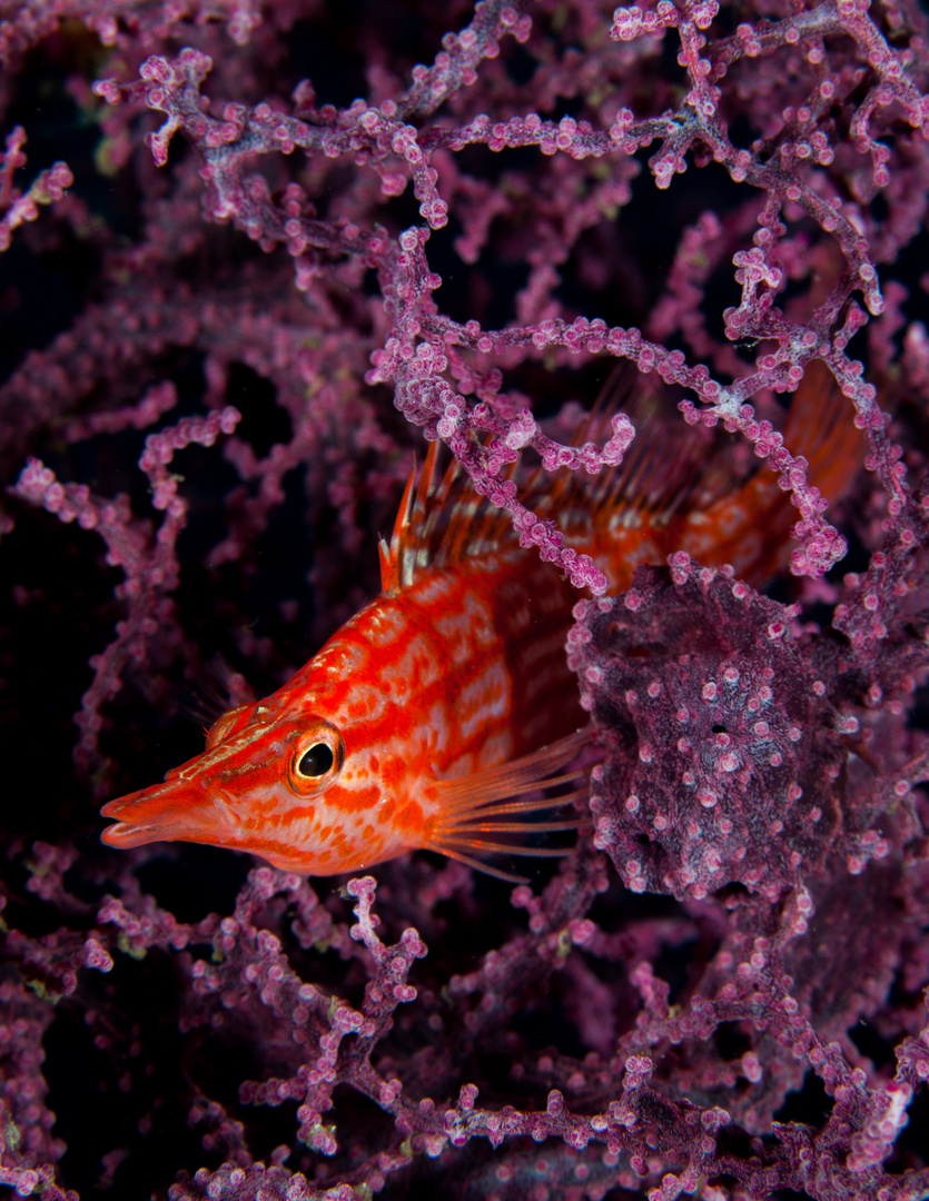 longnose hawkfish