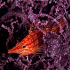 longnose hawkfish