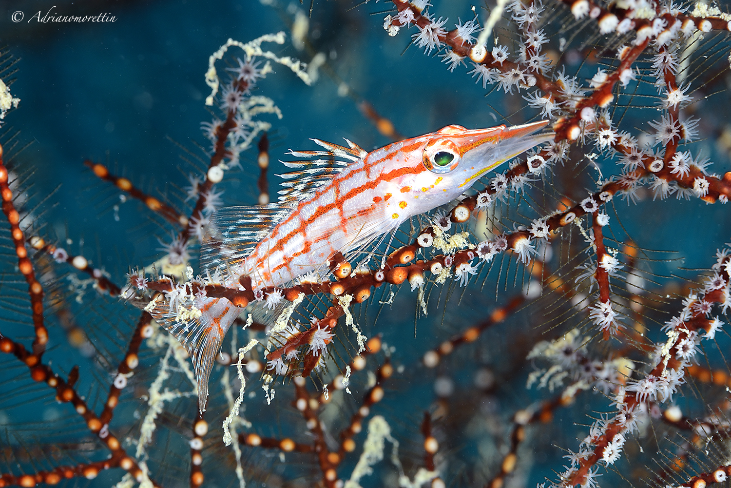 Longnose hawkfish