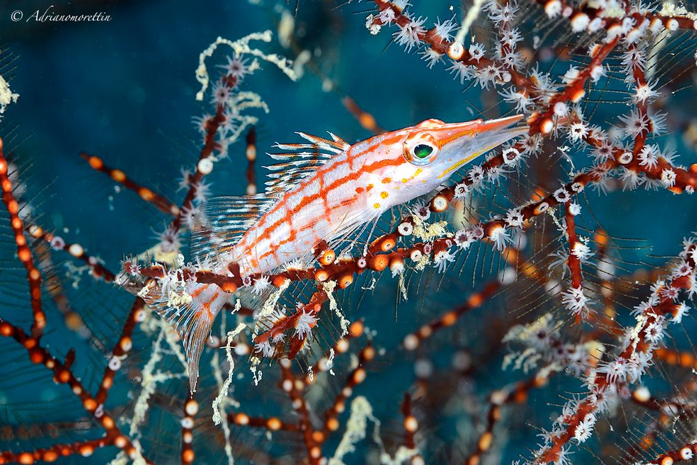 Longnose hawkfish