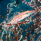 Longnose hawkfish