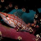 Longnose Hawkfish - Oxycirrhites typus - Langnasen Büschelbarsch