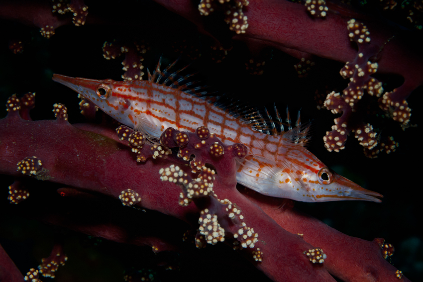 Longnose Hawkfishes - Oxycirrhites typus - Langnasen Büschelbarsche