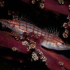 Longnose Hawkfishes - Oxycirrhites typus - Langnasen Büschelbarsche