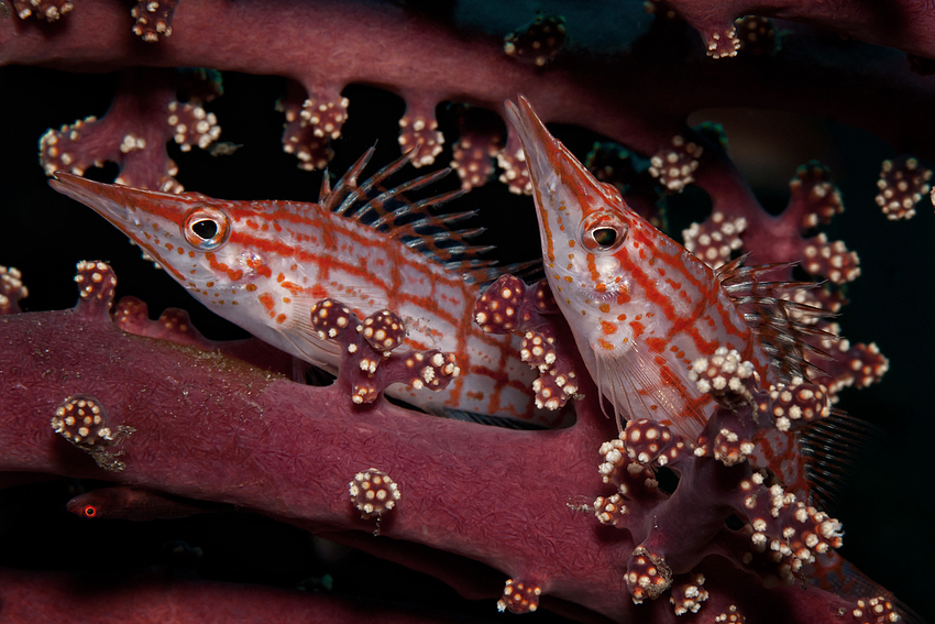 Longnose Hawkfishes - Oxycirrhites typus - Langnasen Büschelbarsche