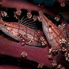 Longnose Hawkfishes - Oxycirrhites typus - Langnasen Büschelbarsche