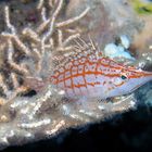 longnosed hawkfish