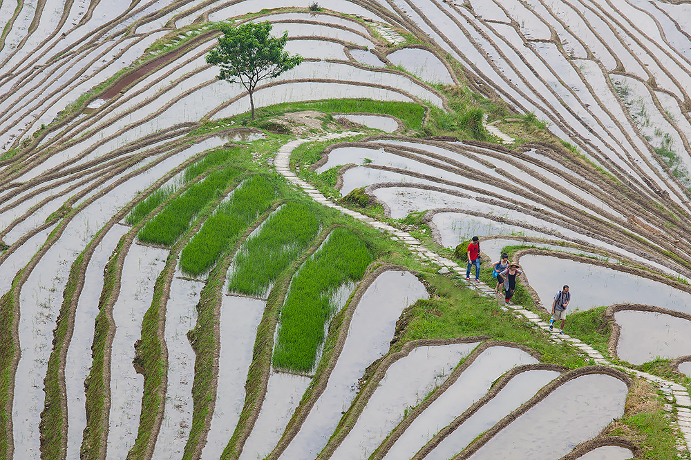 longsheng  Agricultural terrace 