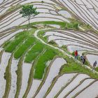 longsheng  Agricultural terrace 