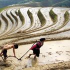 Longsheng rice terrace ploughing