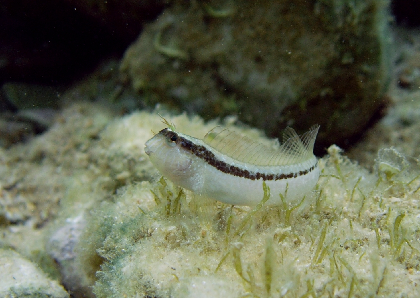 Longstriped blenny