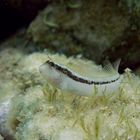 Longstriped blenny