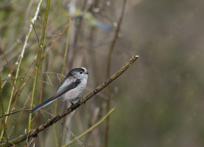 Longtailed Tit