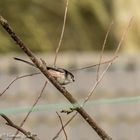  Longtailed Tit (aegithalos caudatus)