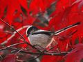 LongTailed Tit II by Fons van Swaal