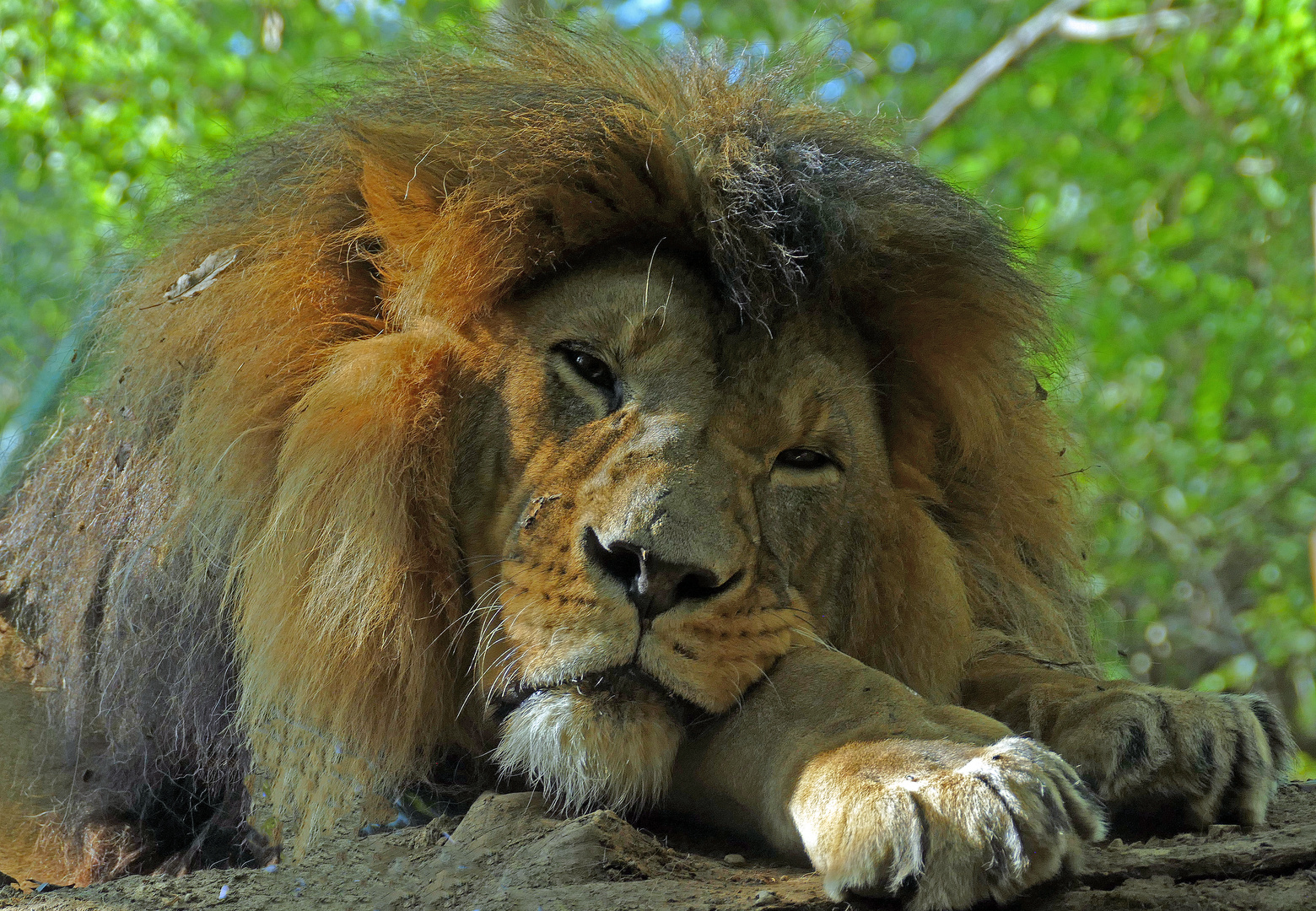 longue vie au nouveau "roi" du parc zoologique!