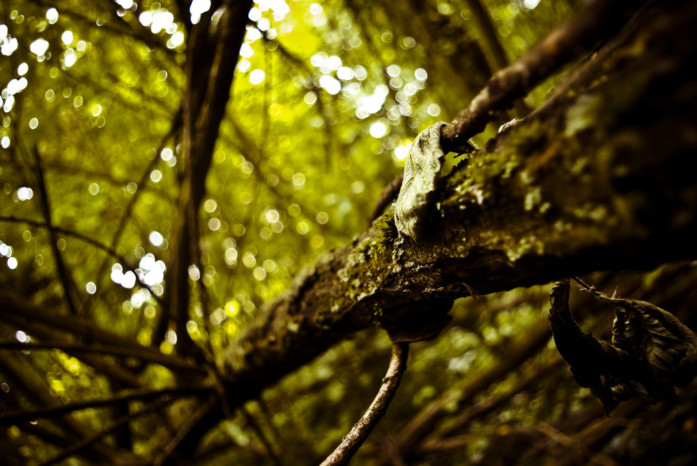 Longueurs naturelles