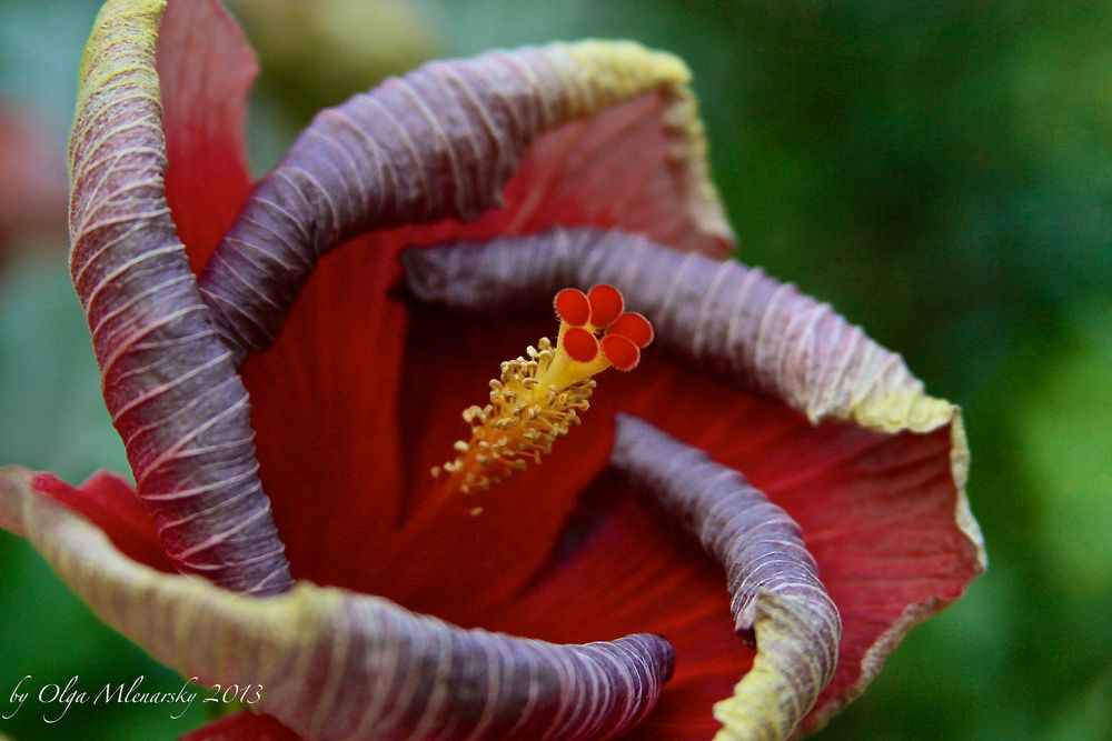 Longwood Gardens Conservatory