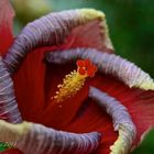 Longwood Gardens Conservatory