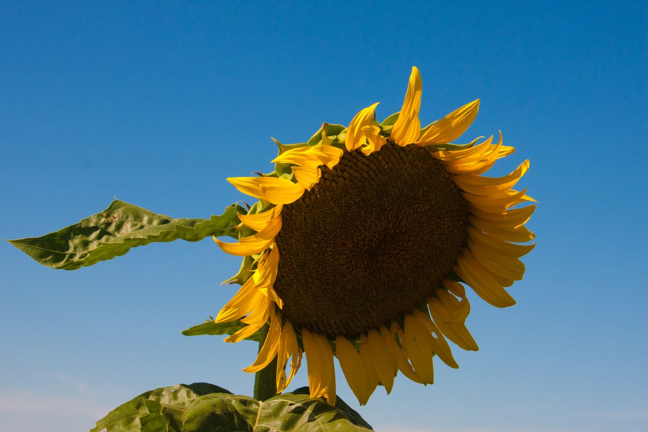 Longwood Gardens Sunflower