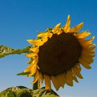 Longwood Gardens Sunflower