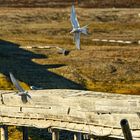 Longyearbyn, Svalbard - Spitzbergen.        DSC_6172