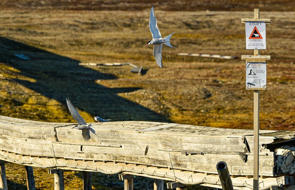 Longyearbyn, Svalbard - Spitzbergen.        DSC_6172