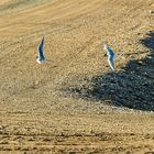 Longyearbyn, Svalbard - Spitzbergen. DSC_6174