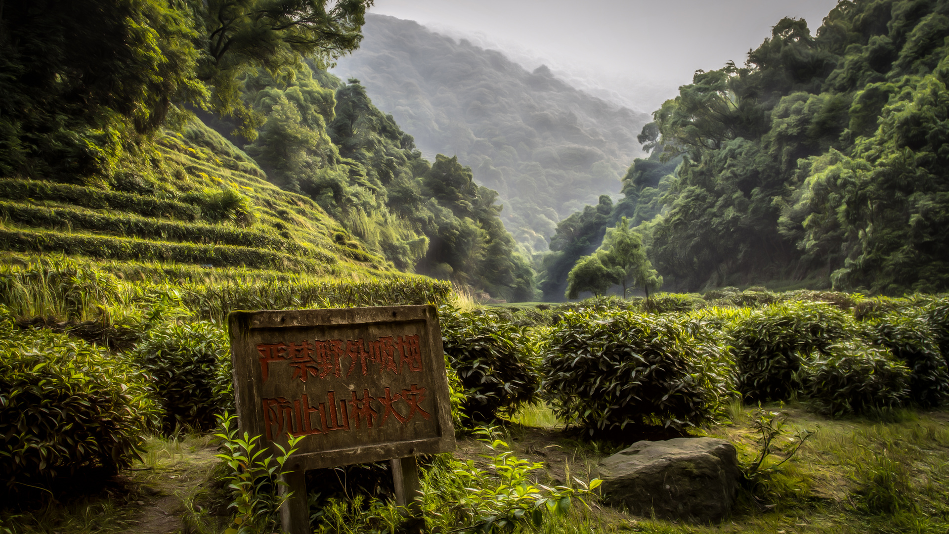 Lonhjing tea