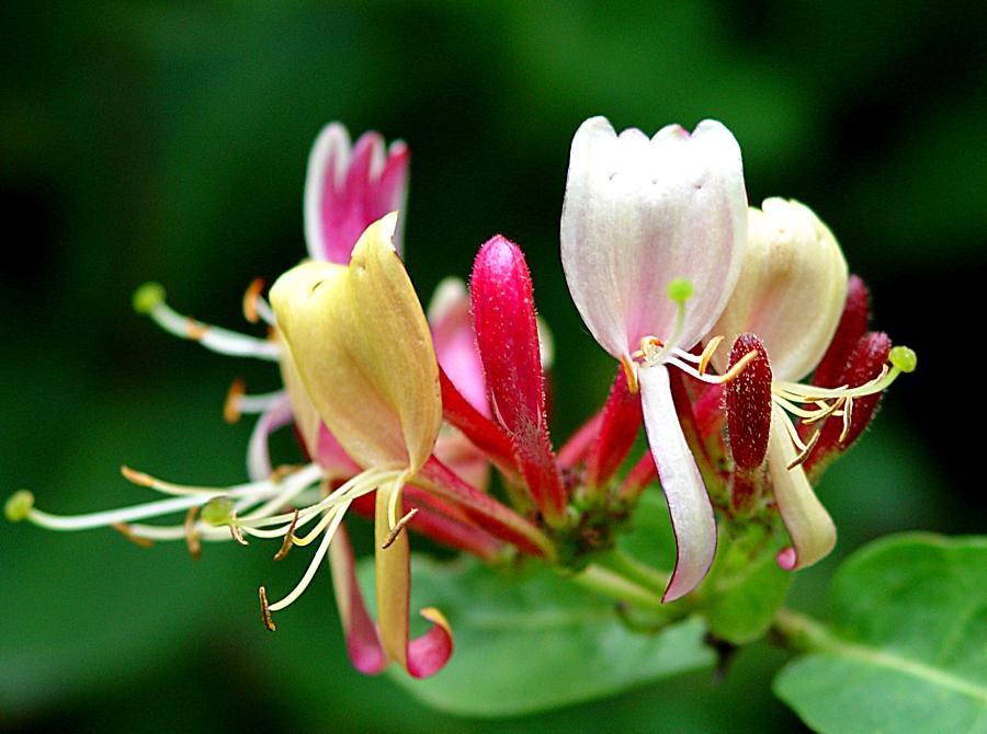 Lonicera