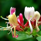 Lonicera