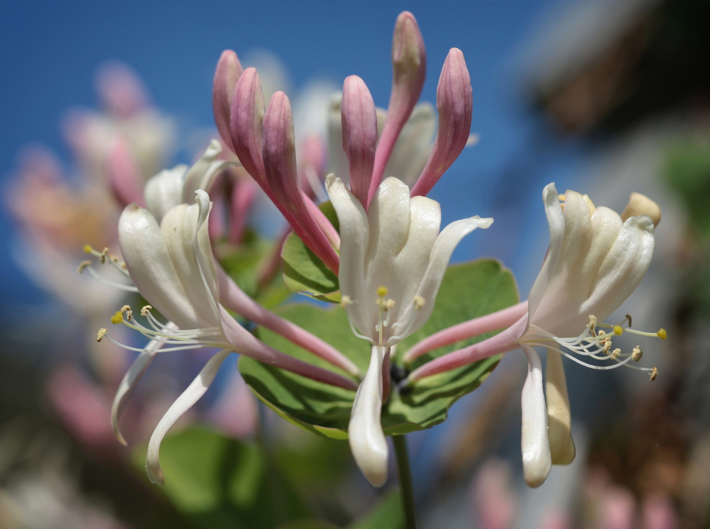 Lonicera caprifolium