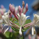 Lonicera caprifolium