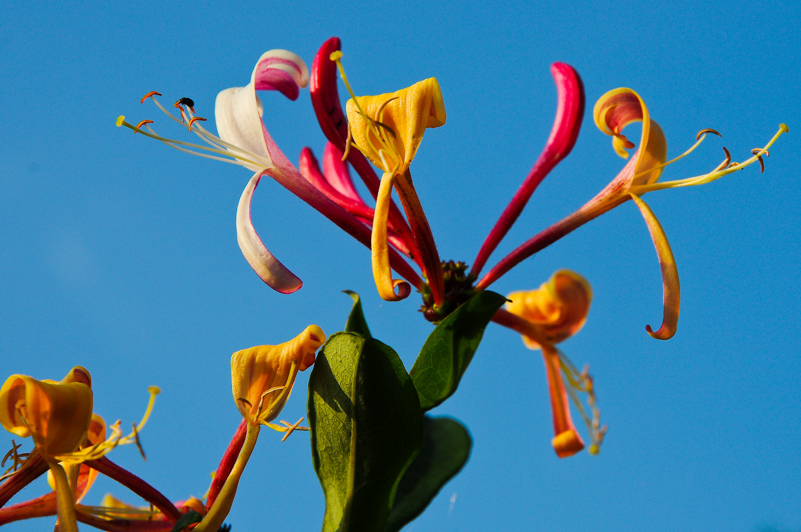 Lonicera in unserem Garten