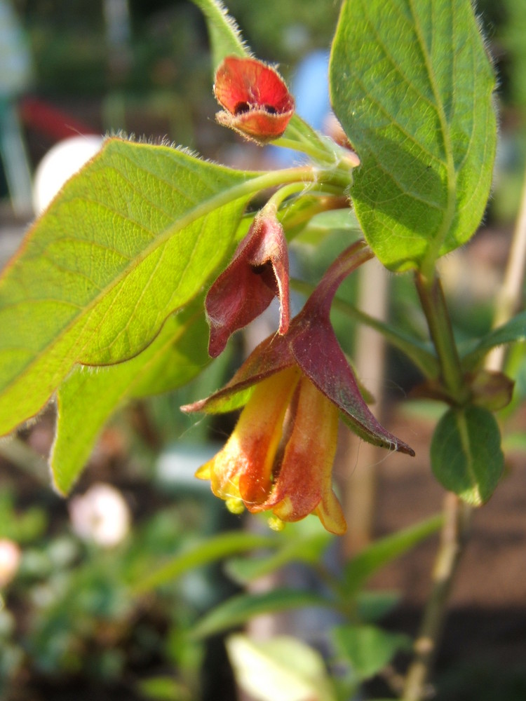 Lonicera involucrata (D)