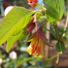 Lonicera involucrata (D)