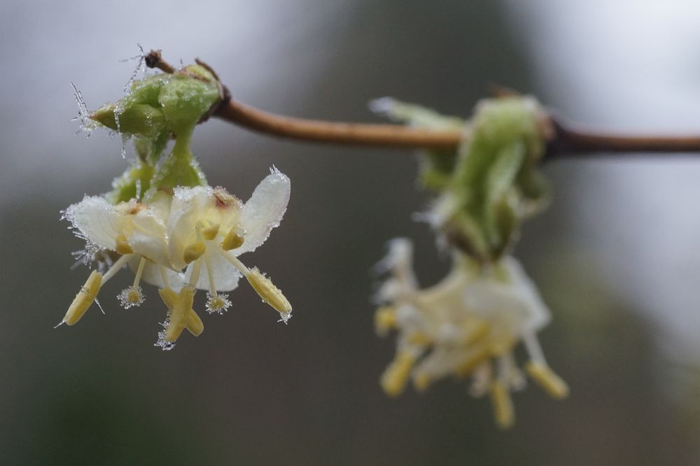 Lonicera purpusii