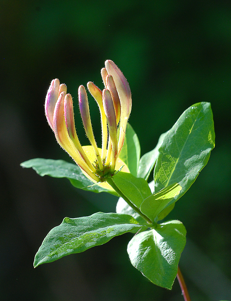 Lonicera (Waldgeisblatt)