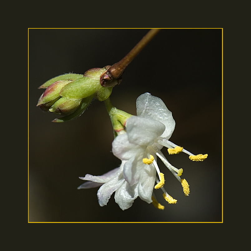 Lonicera X Purpusi