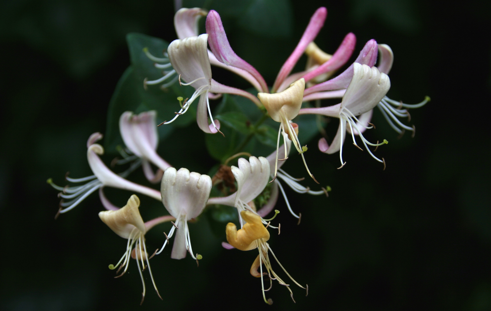 Lonjcera Caprifolium - Jelängerlelieber