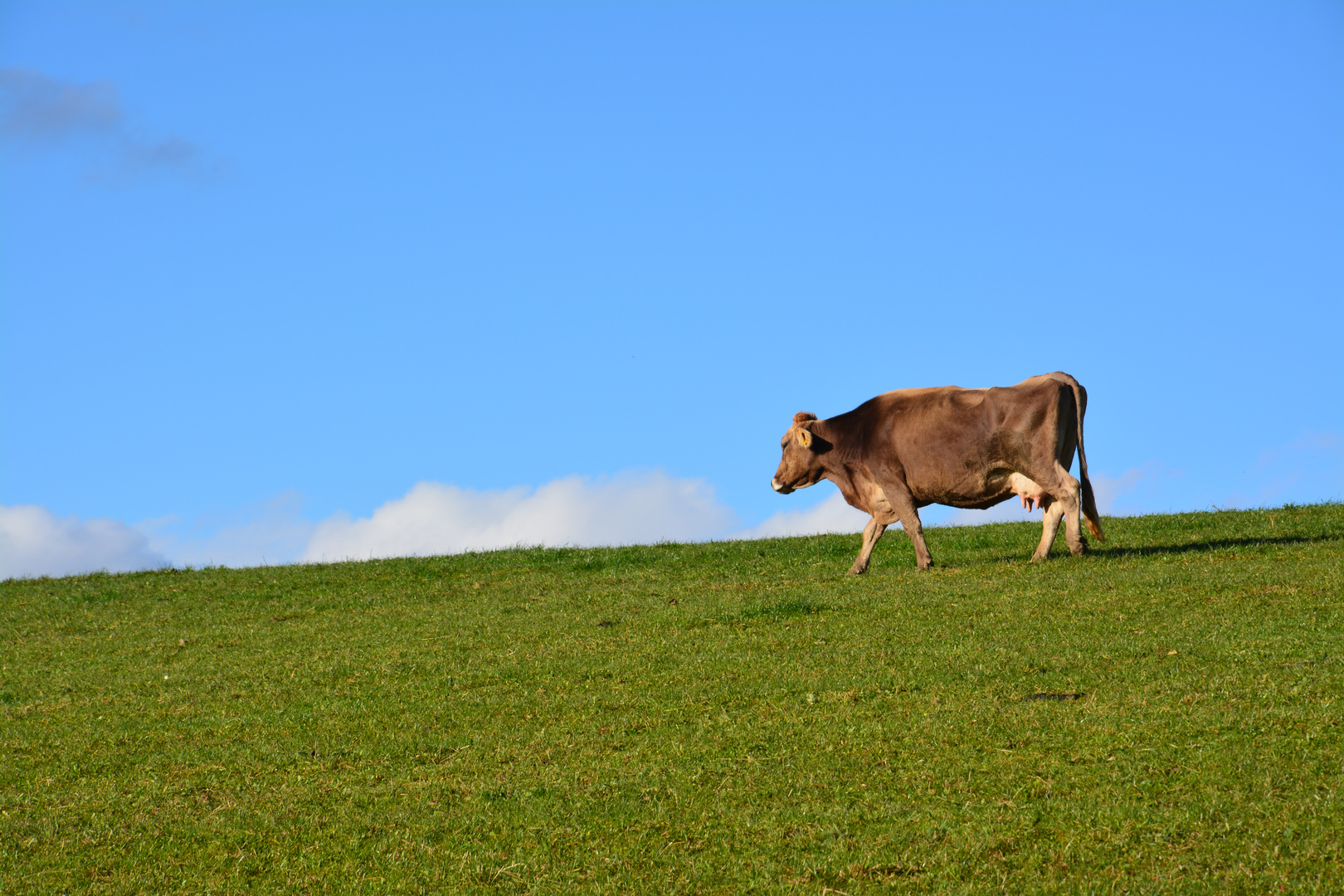 Lonley Cow..