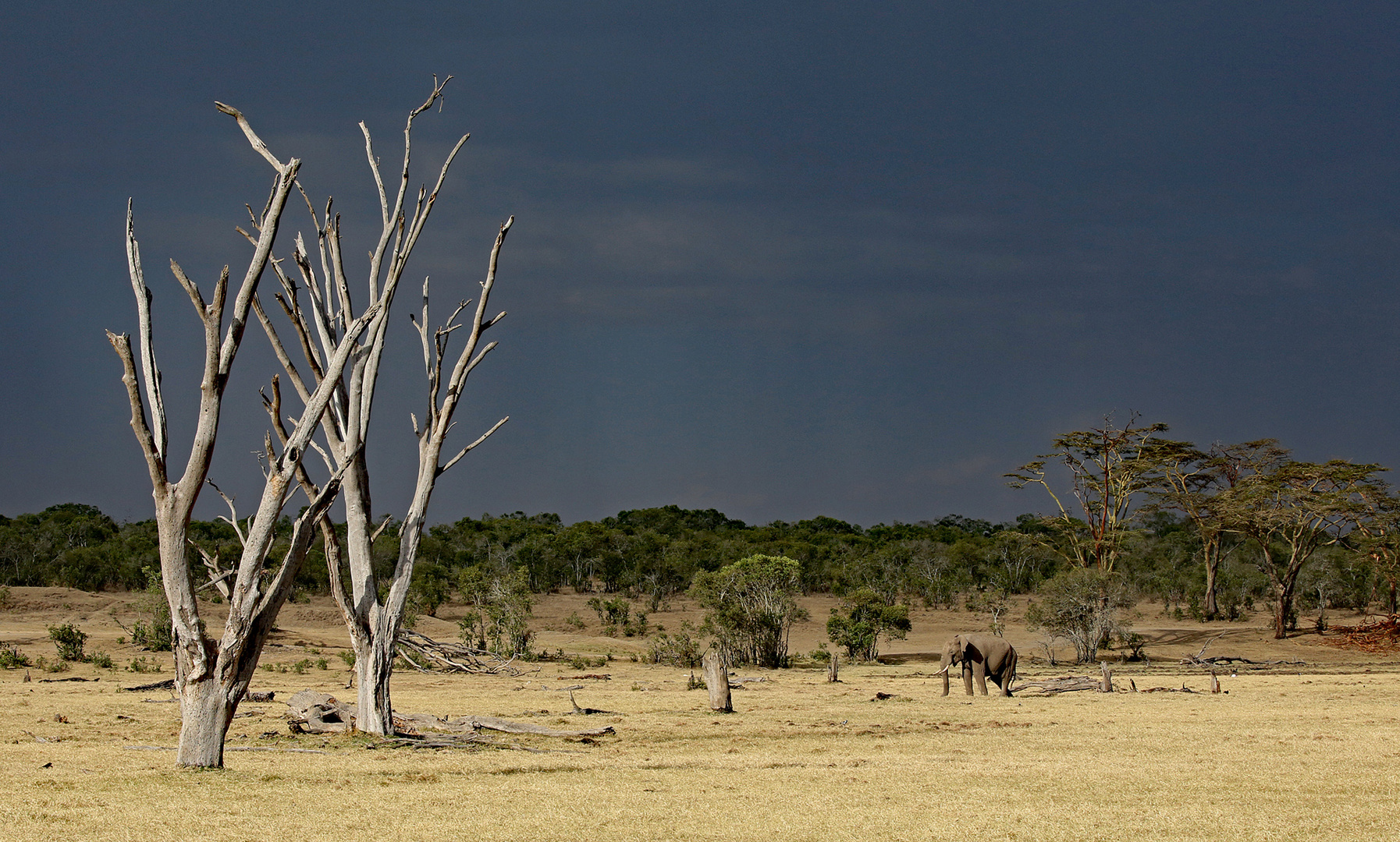 Lonley elephant