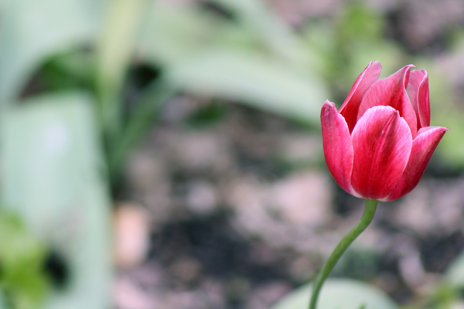 lonley flower