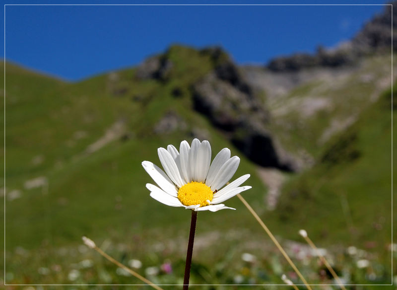 ***Lonley Flower***