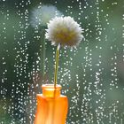 Lonley Flower in rain
