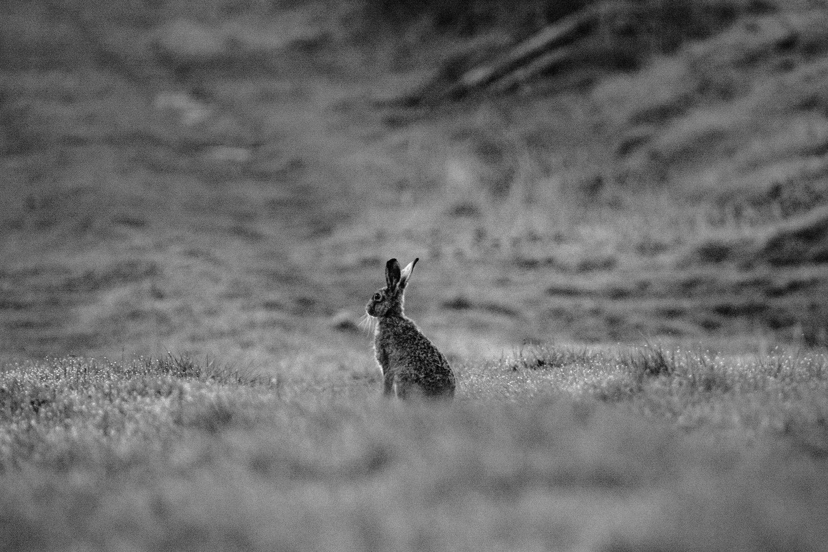 Lonley Rabbit