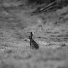 Lonley Rabbit