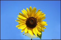 Lonley Sunflower