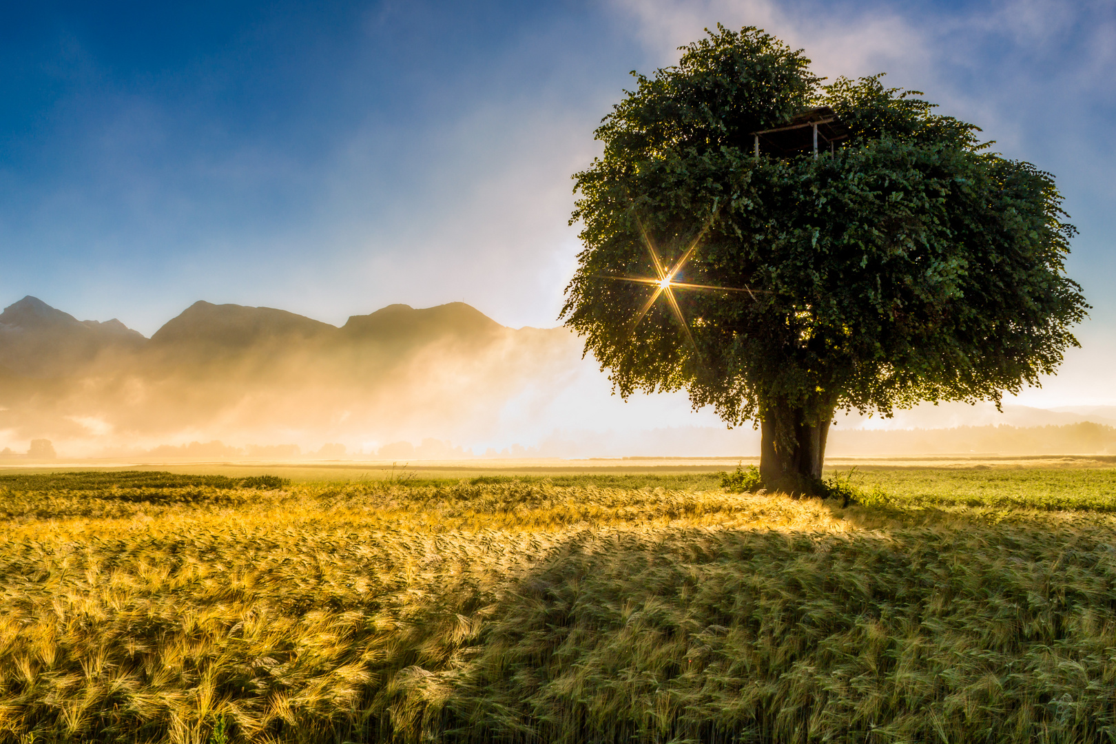 lonley tree